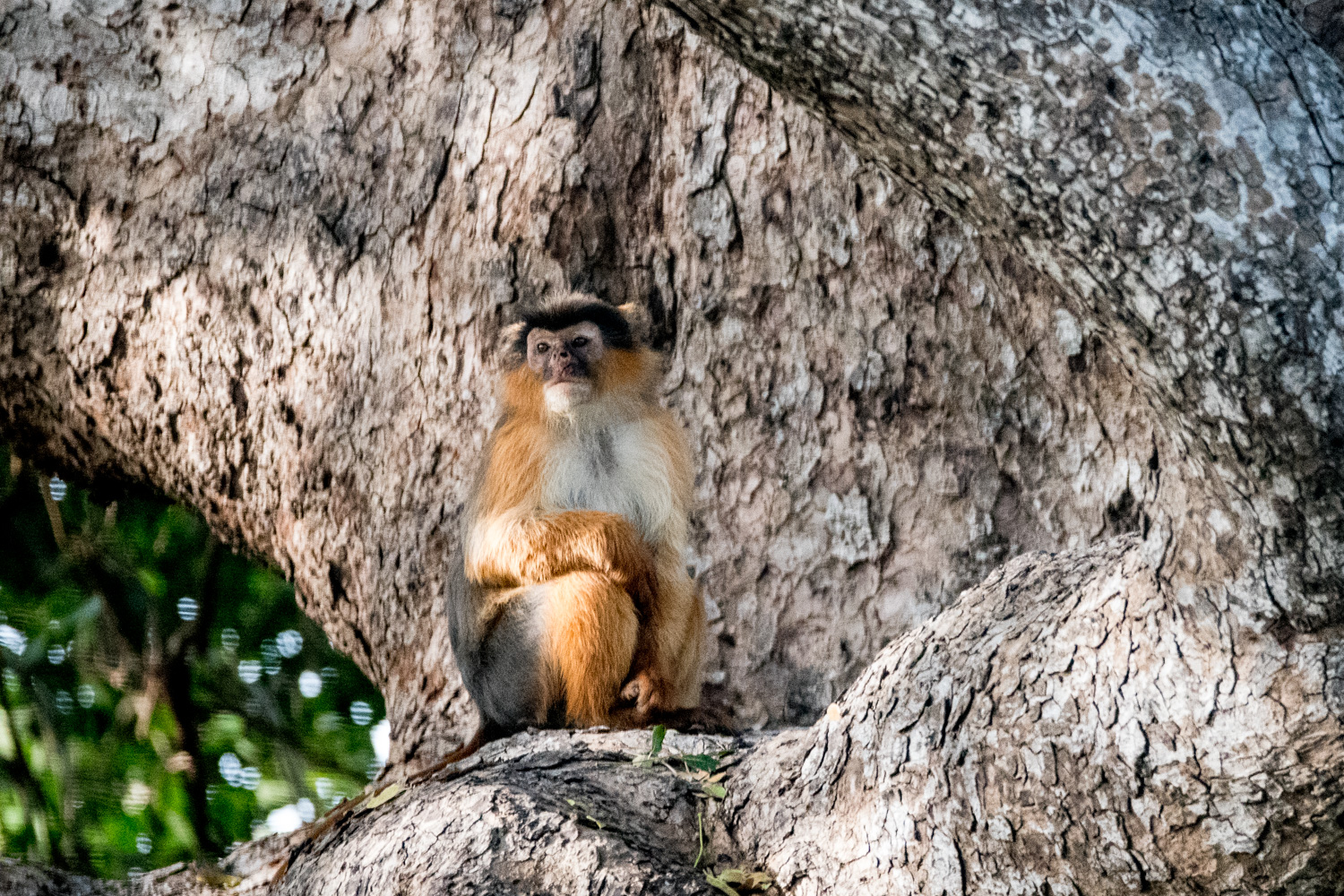 Colobe de Temminck, aussi appellé Colobe bai ou rouge de Temminck (Temminck's red colobus, Piliocolobus Temminckii), Réserve de Fathala, Sénégal.